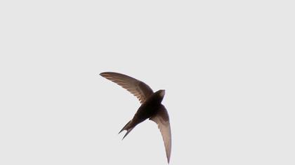 Common Swift