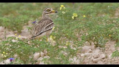 Eurasian Stone-curlew