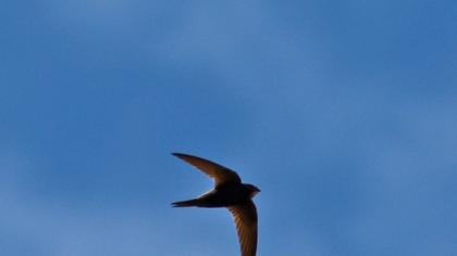 Common Swift