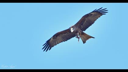 Black Kite