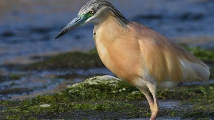 Squacco Heron