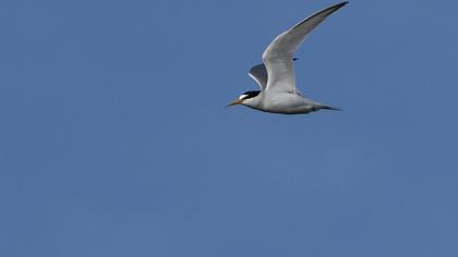 Little Tern
