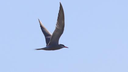 Common Tern