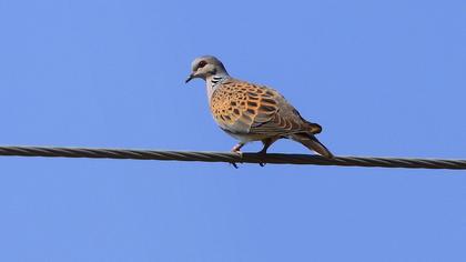 European Turtle Dove