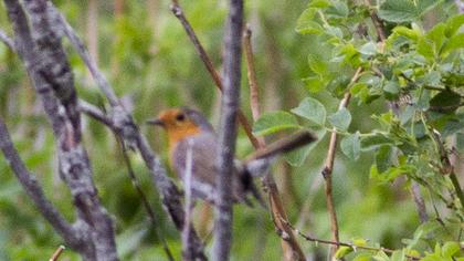 European Robin