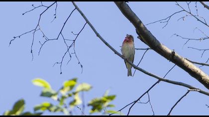 Common Rosefinch