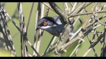 Sardinian Warbler