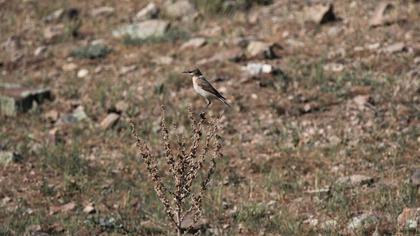 Isabelline Wheatear