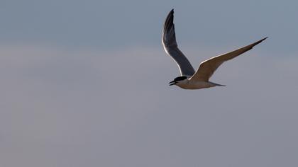 Gull-billed Tern