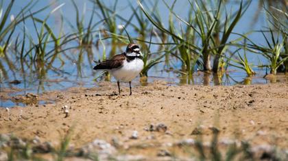 Little Ringed Plover
