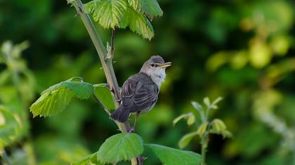 Eastern Olivaceous Warbler