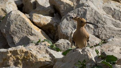 Eurasian Hoopoe