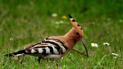 Eurasian Hoopoe