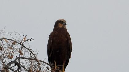 Western Marsh Harrier
