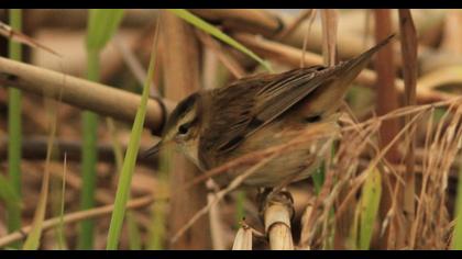 Sedge Warbler