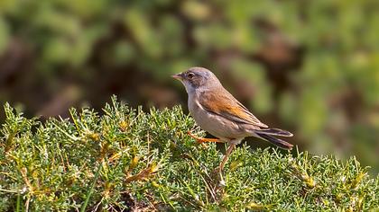 Spectacled Warbler