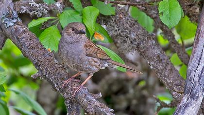 Dunnock