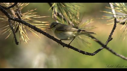 Willow Warbler