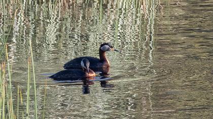 Red-necked Grebe