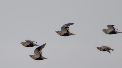 Black-bellied Sandgrouse
