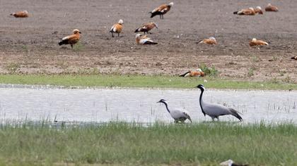 Demoiselle Crane