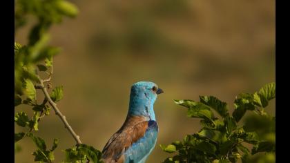 European Roller