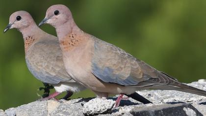 Laughing Dove