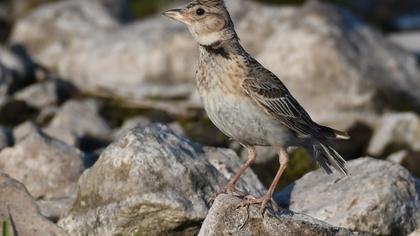 Calandra Lark