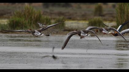 Greylag Goose