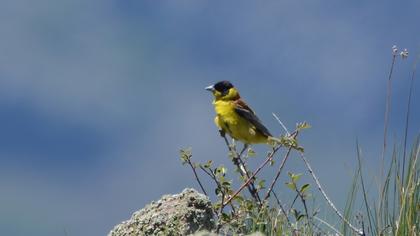 Black-headed Bunting