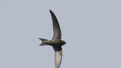 Common Swift
