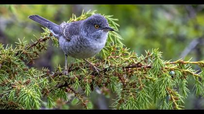 Barred Warbler