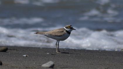 Little Ringed Plover