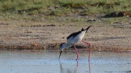 Black-winged Stilt