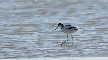 Pied Avocet