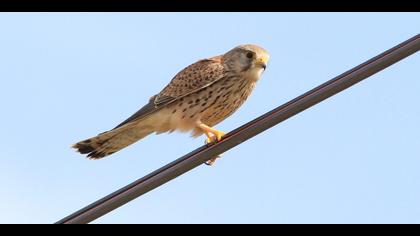 Common Kestrel