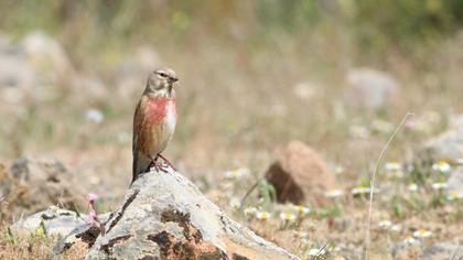 Common Linnet