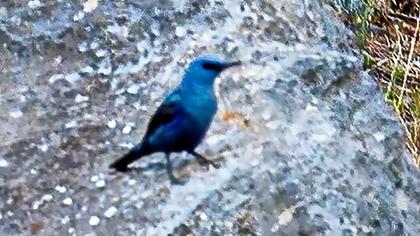 Blue Rock Thrush