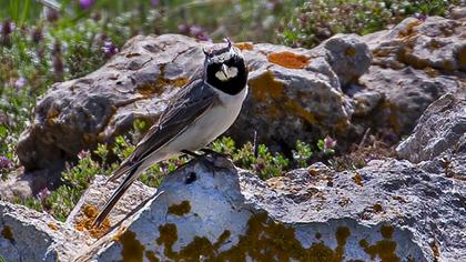 Horned Lark