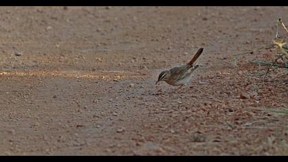 Rufous-tailed Scrub Robin