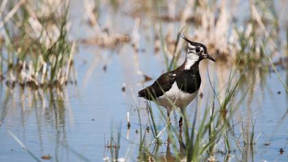 Northern Lapwing