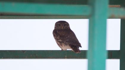 Little Owl