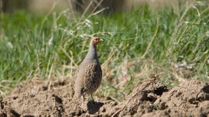 Grey Partridge