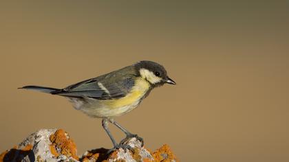 Great Tit