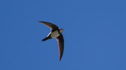 Alpine Swift