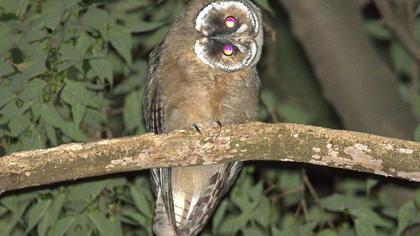 Long-eared Owl