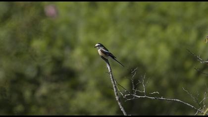 Masked Shrike