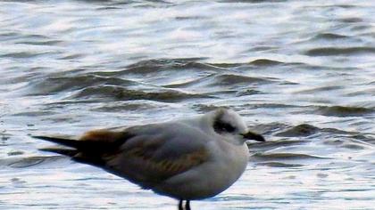 Mediterranean Gull