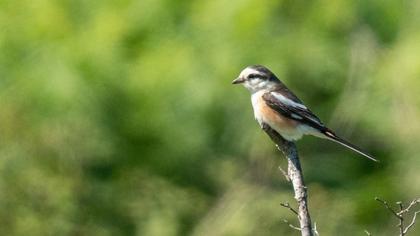 Masked Shrike