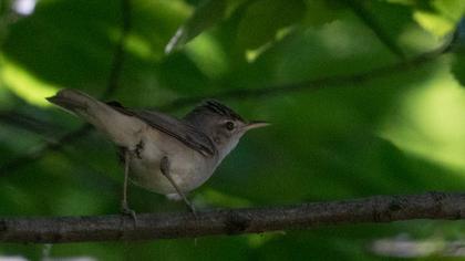 Eastern Olivaceous Warbler